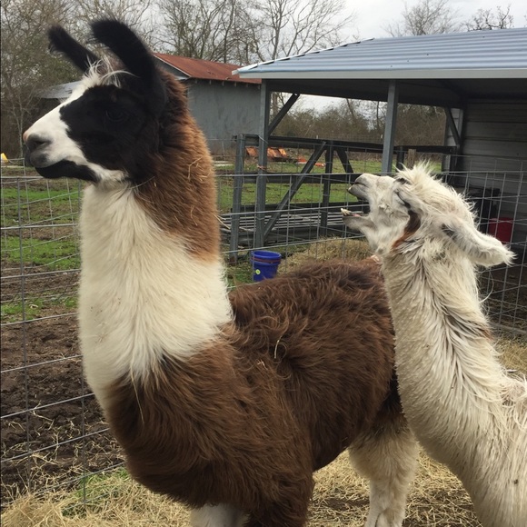 Meet your Posher, Jacy - Picture 1 of 1